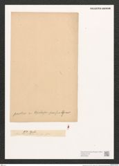 Diatomeae indet. (de-Toni-Nr.: Species 1991 ?) Zeichnungen Sammlung Grunow (NHMW-BOT-W0372533)
